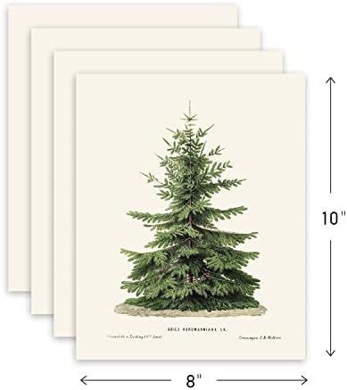 ימי גולדי 4 הדפסי עץ אורן, 8 x 10, עיצוב חורף, הדפסי עץ חג המולד של אשוח בוטני וינטג '[לא ממוסגר]
